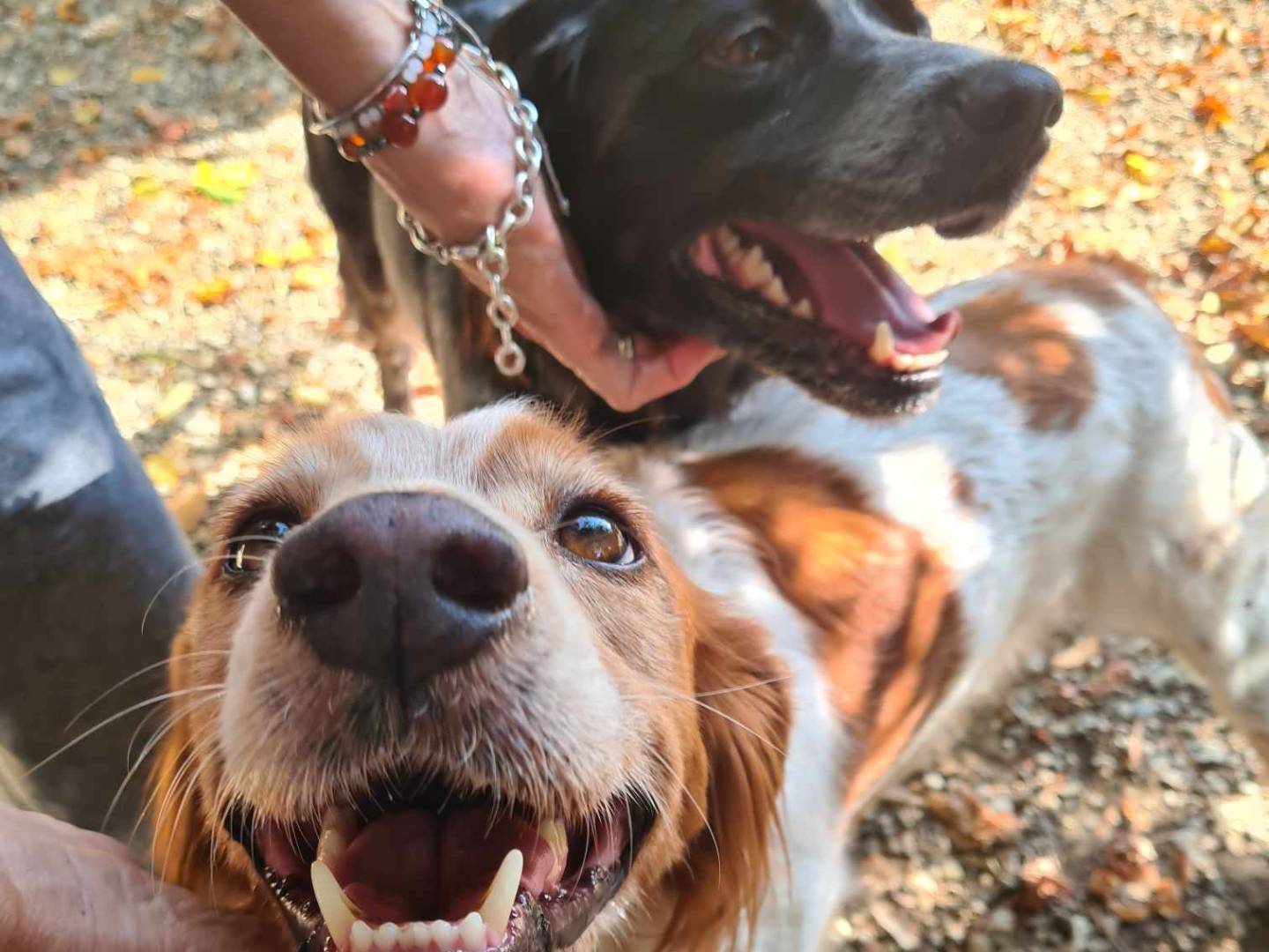 Vuoi adottare un cane a Firenze?