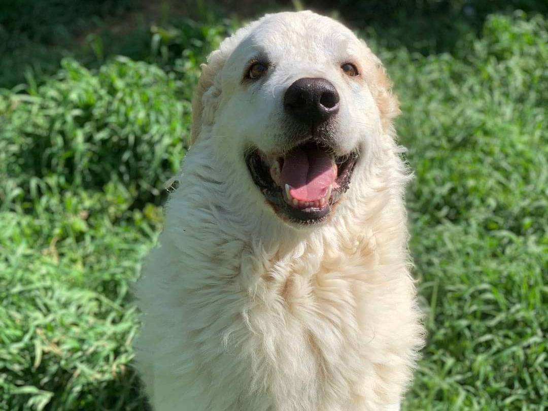 Adotta un cane, maschio, 3 anni  e 4 mesi , Firenze