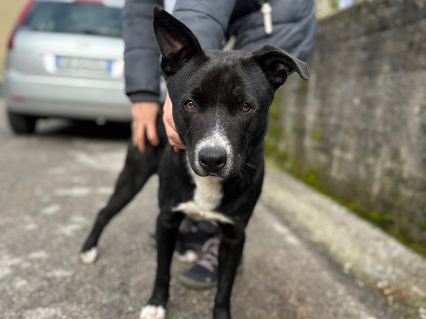 Foto dell'animale