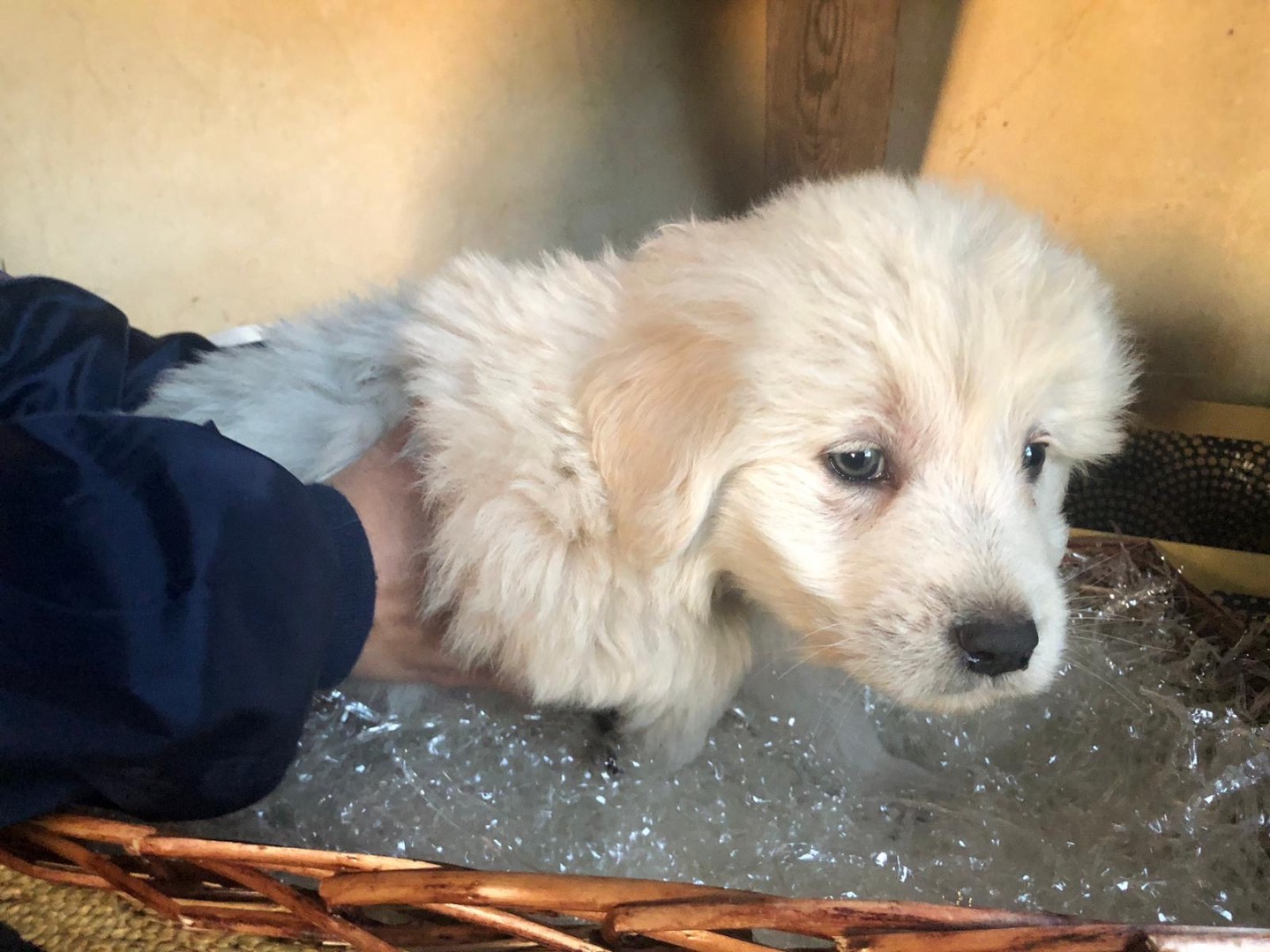 Adotta il cane Totò  a Siracusa