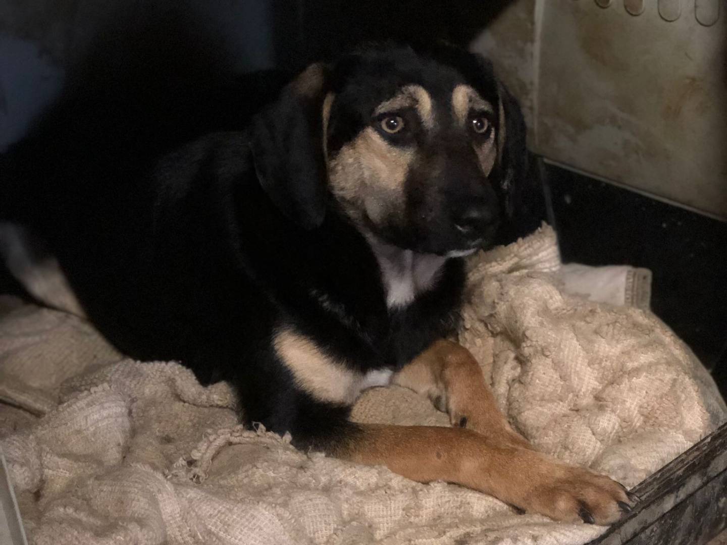 Adotta il cane Giotto a Pisa