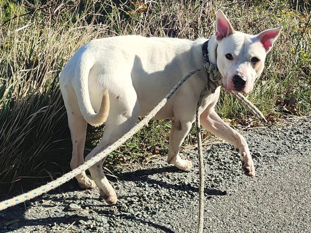 Adotta un cane, maschio, 6 anni , Genova