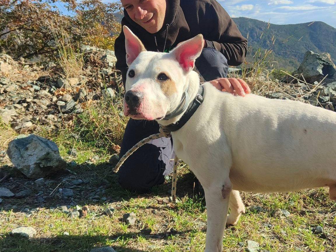 Vuoi adottare un cane a Genova?