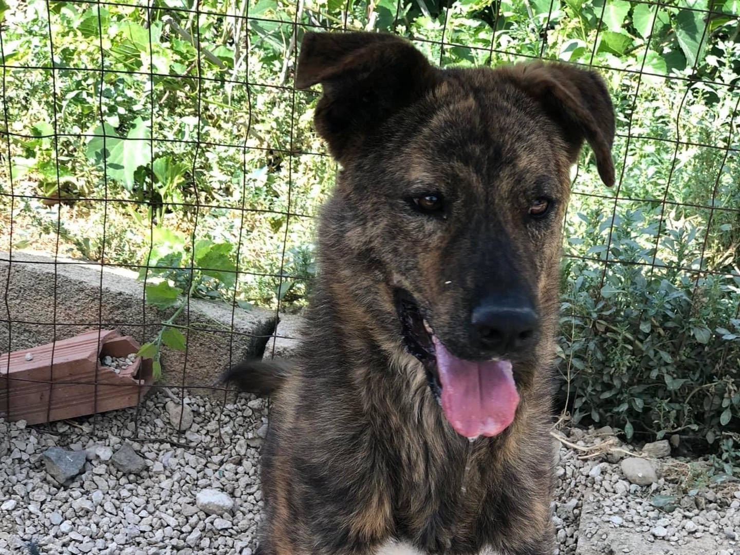 Adotta un cane, maschio, 4 anni  e 1 mese, Agrigento