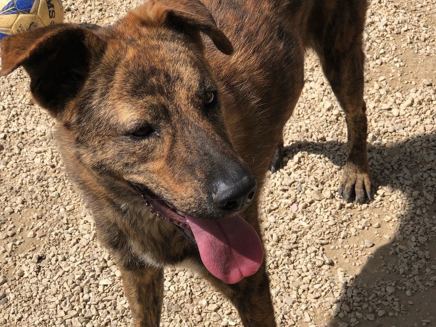 Vuoi adottare un cane a Agrigento?