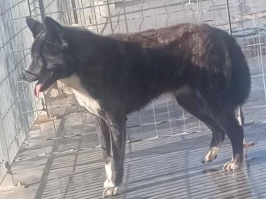 Adotta un cane, femmina, 3 anni  e 2 mesi , Taranto