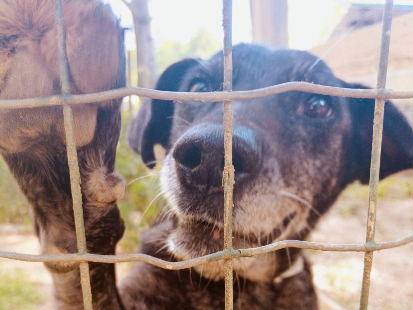 Adotta un cane, maschio, 10 anni , Cuneo
