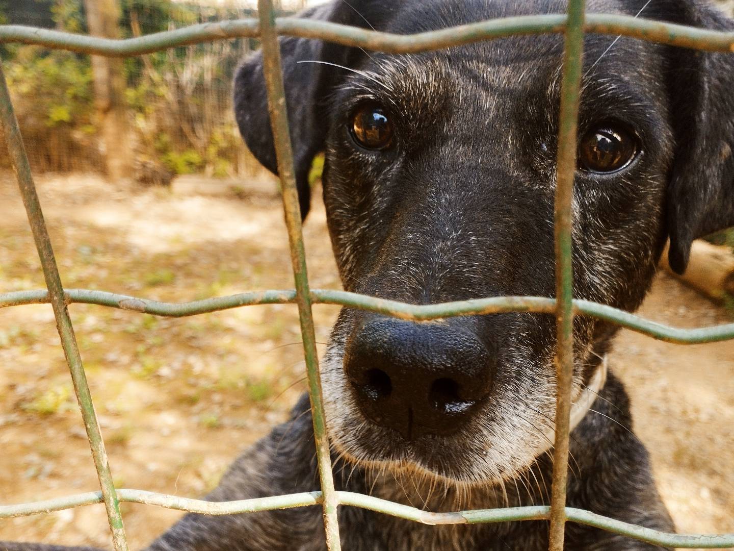 Adotta un cane, taglia media, maschio, Cuneo