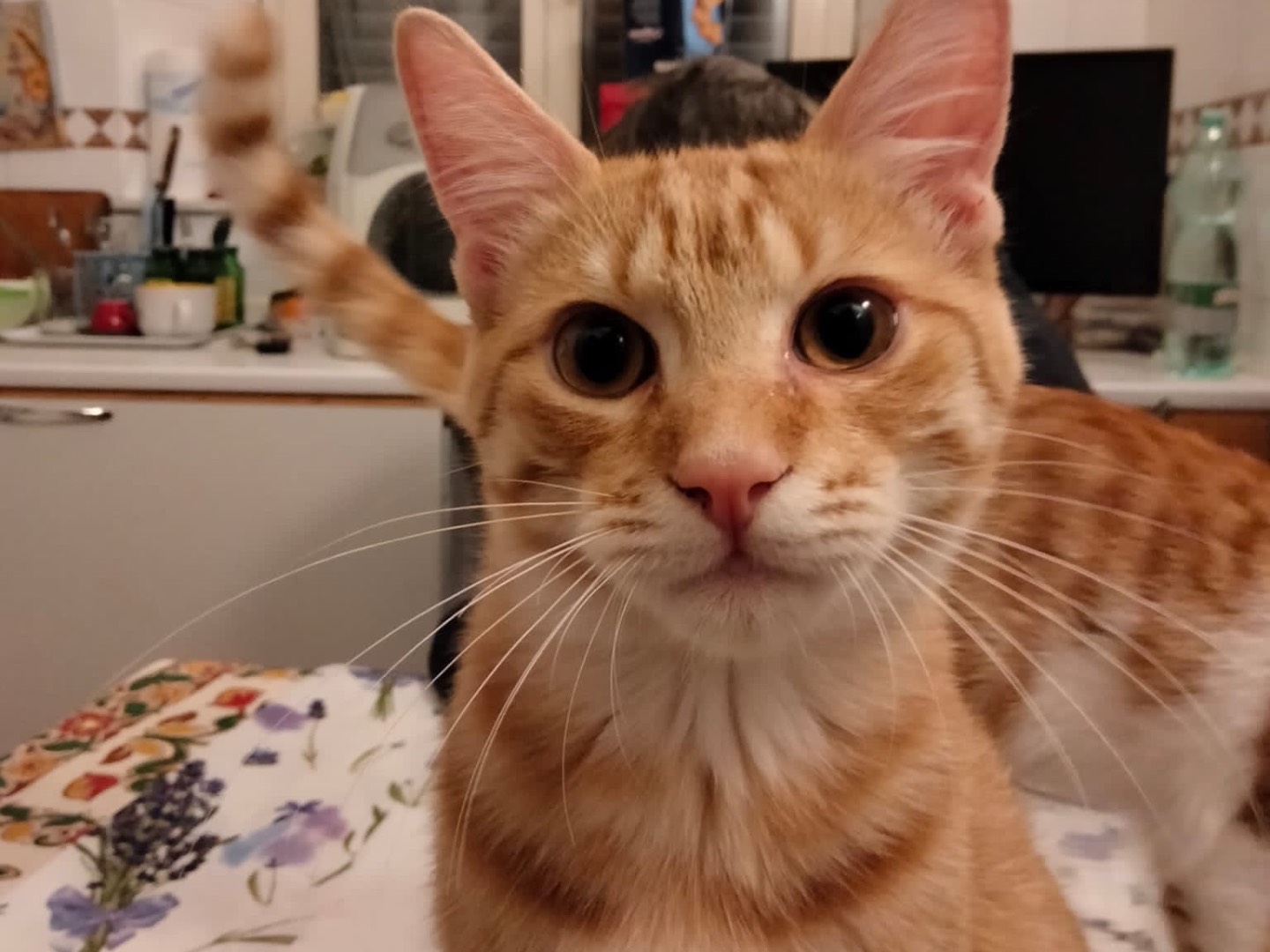 Adozione gatto, maschio, meticcio, 2 anni e 2 mesi, taglia non valida, Roma