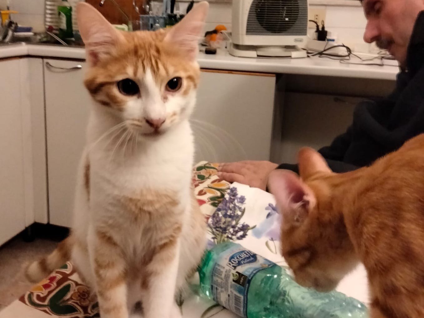 Adotta un gatto, maschio, 2 anni e 2 mesi, Roma