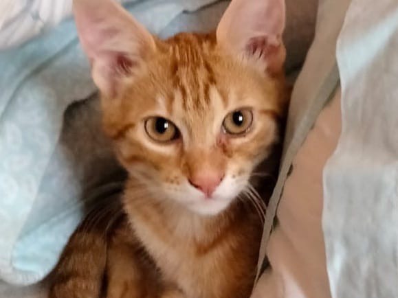 Adotta un gatto, taglia non valida, maschio, Roma