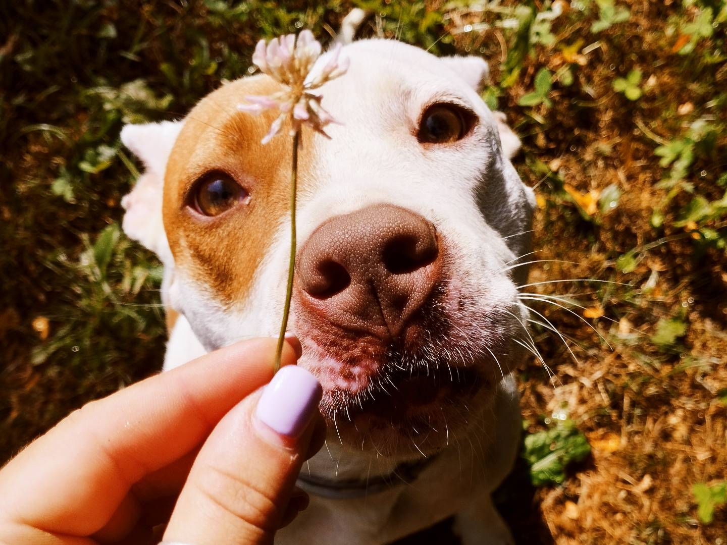 Adotta il cane CLOE a Cuneo