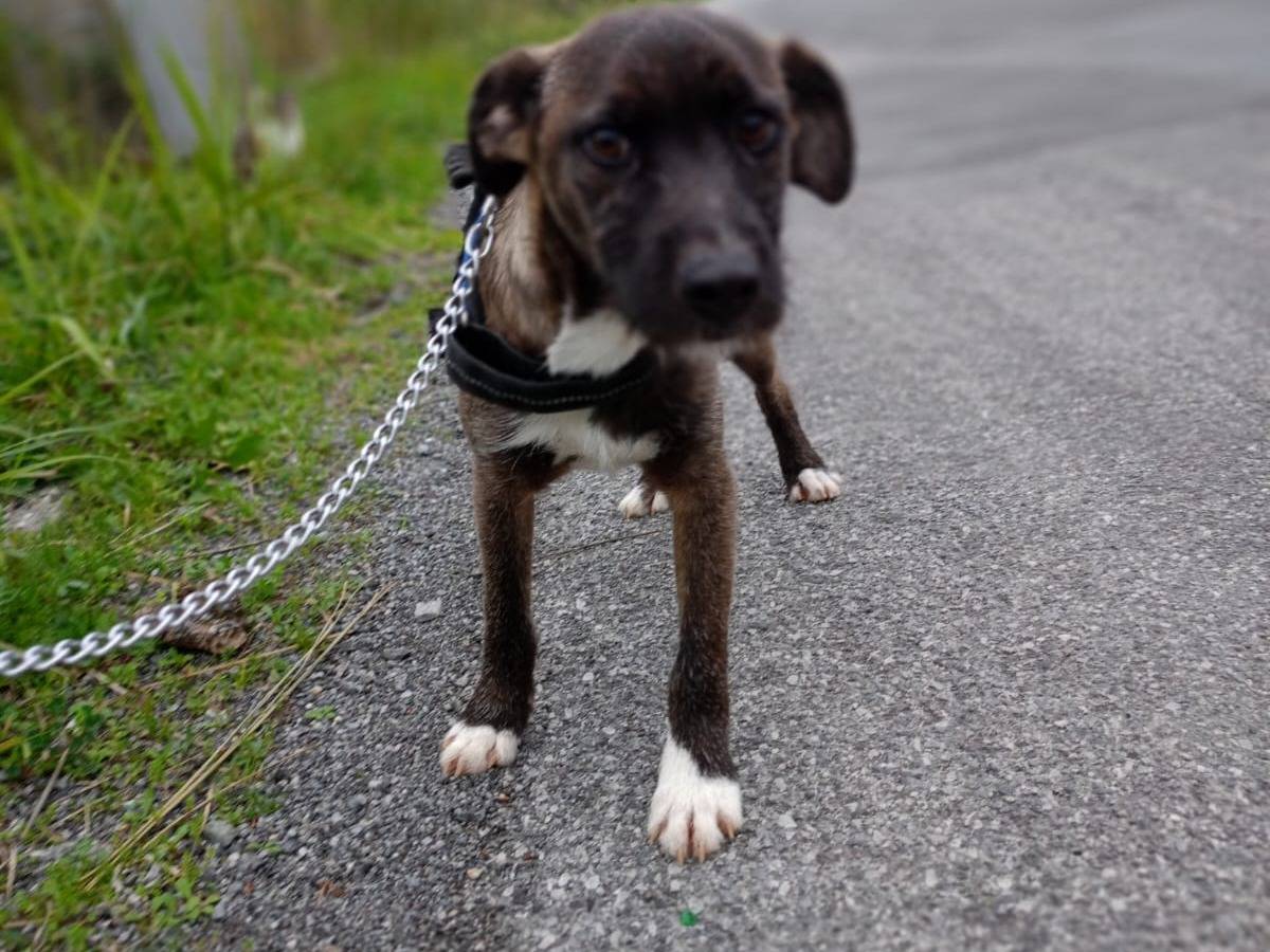 Adotta un cane, taglia piccola, maschio, Cosenza