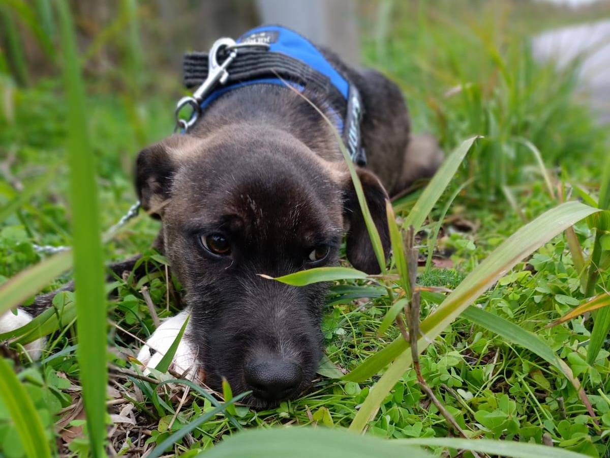 Vuoi adottare un cane a Cosenza?