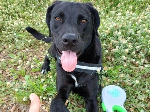 Vuoi adottare un cane a Cosenza?
