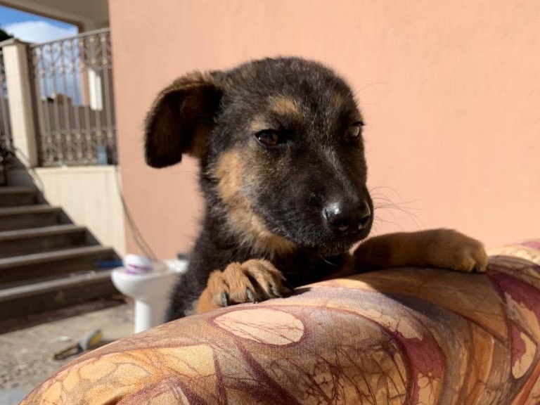 Adozione cane, femmina, Pastore tedesco, 2 anni e 1 mese, taglia grande, Siracusa