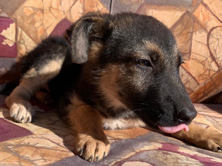 Adotta un cane, femmina, 2 anni e 1 mese, Siracusa