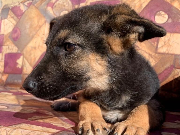 Vuoi adottare un cane a Siracusa?