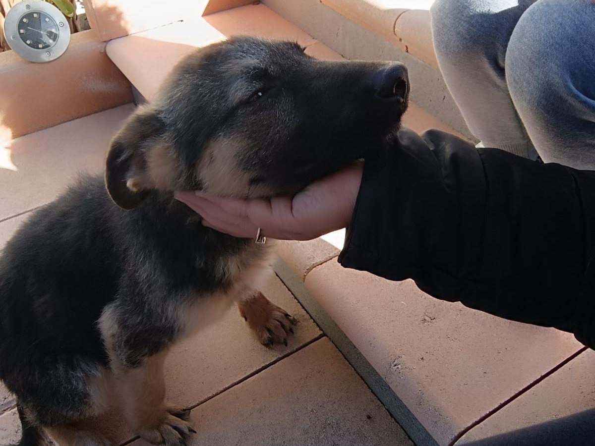Adotta il cane Matilda a Siracusa