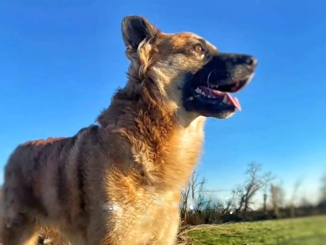 Adotta un cane, taglia grande, maschio, Milano