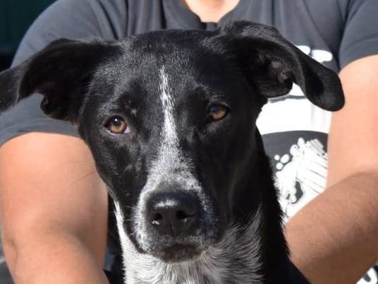 Adotta il cane FIAMMETTA  a Pavia