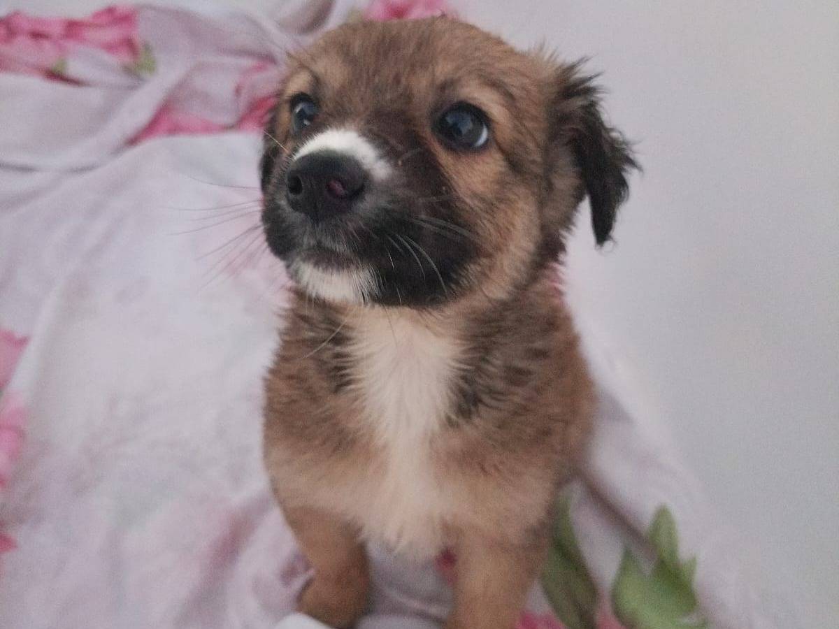 Adotta un cane, femmina, 2 anni e 4 mesi, Cosenza