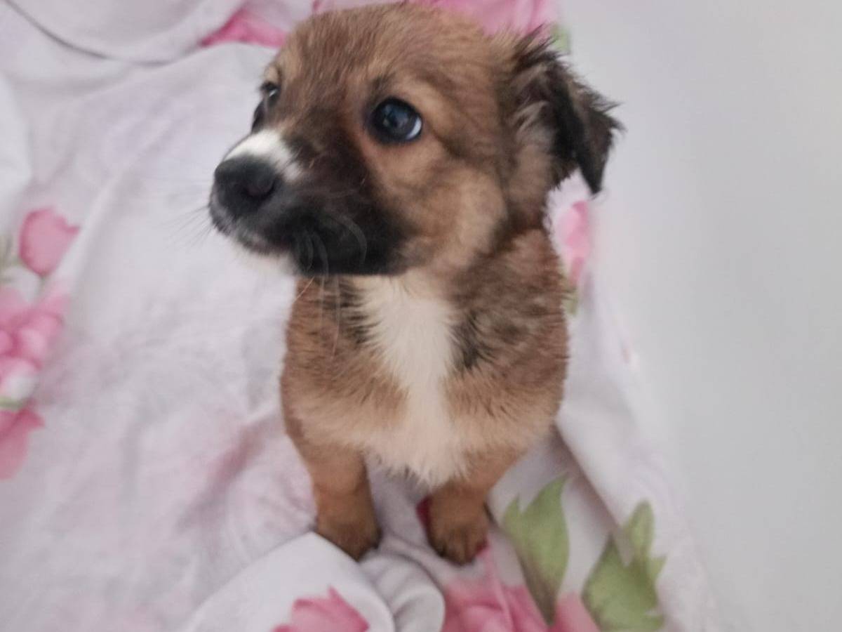 Adotta un cane, taglia media contenuta, femmina, Cosenza