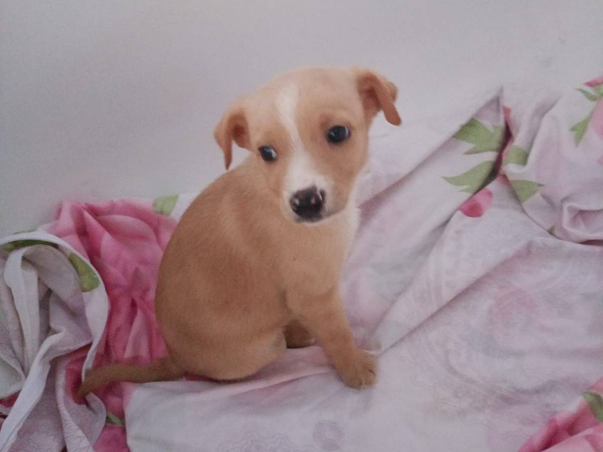 Adozione cane, femmina, meticcio, 2 anni e 4 mesi, taglia media contenuta, Cosenza