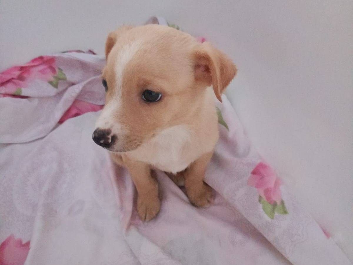 Adotta un cane, femmina, 2 anni e 4 mesi, Cosenza