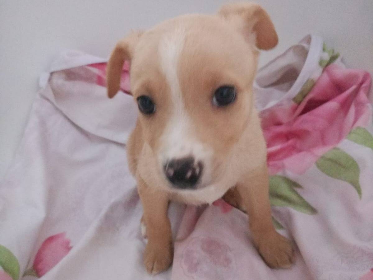 Adotta un cane, taglia media contenuta, femmina, Cosenza