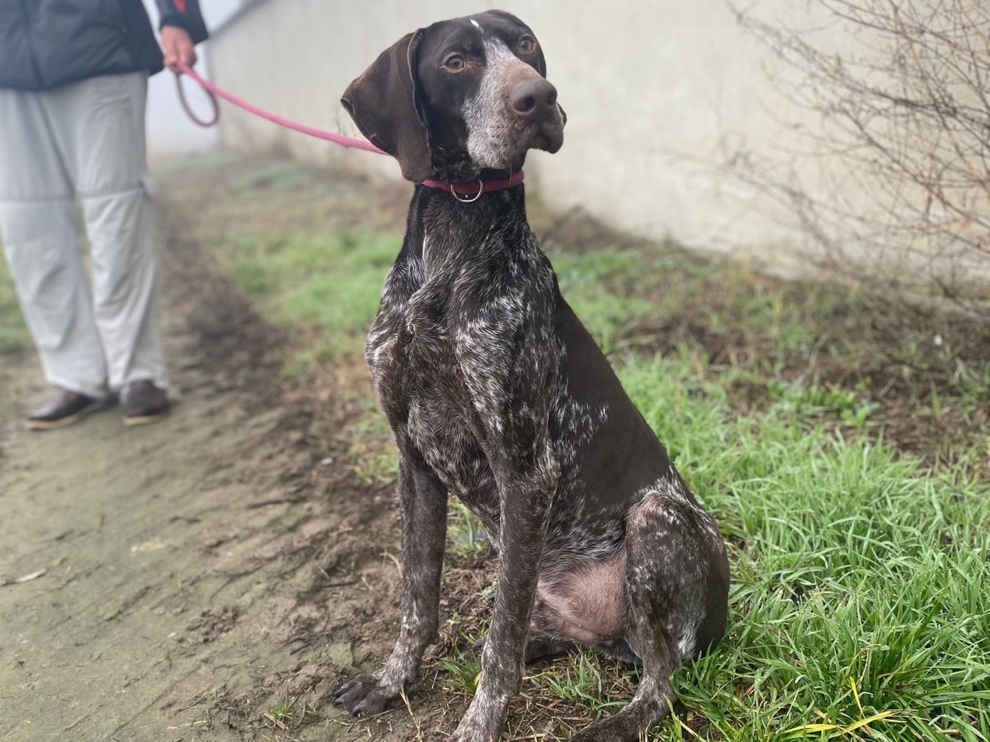 Adozione cane, maschio, Segugio, 4 anni e 8 mesi, taglia media, Pavia