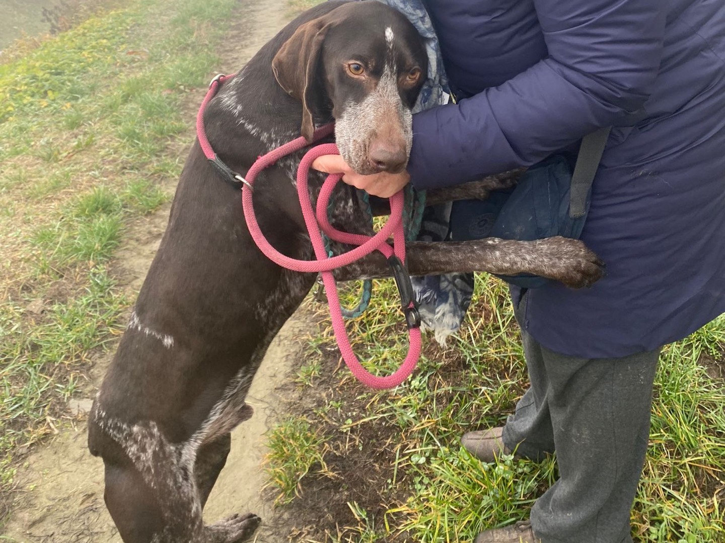 Adotta un cane, taglia media, maschio, Pavia