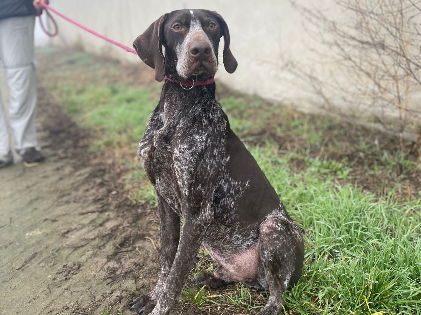 Vuoi adottare un cane a Pavia?
