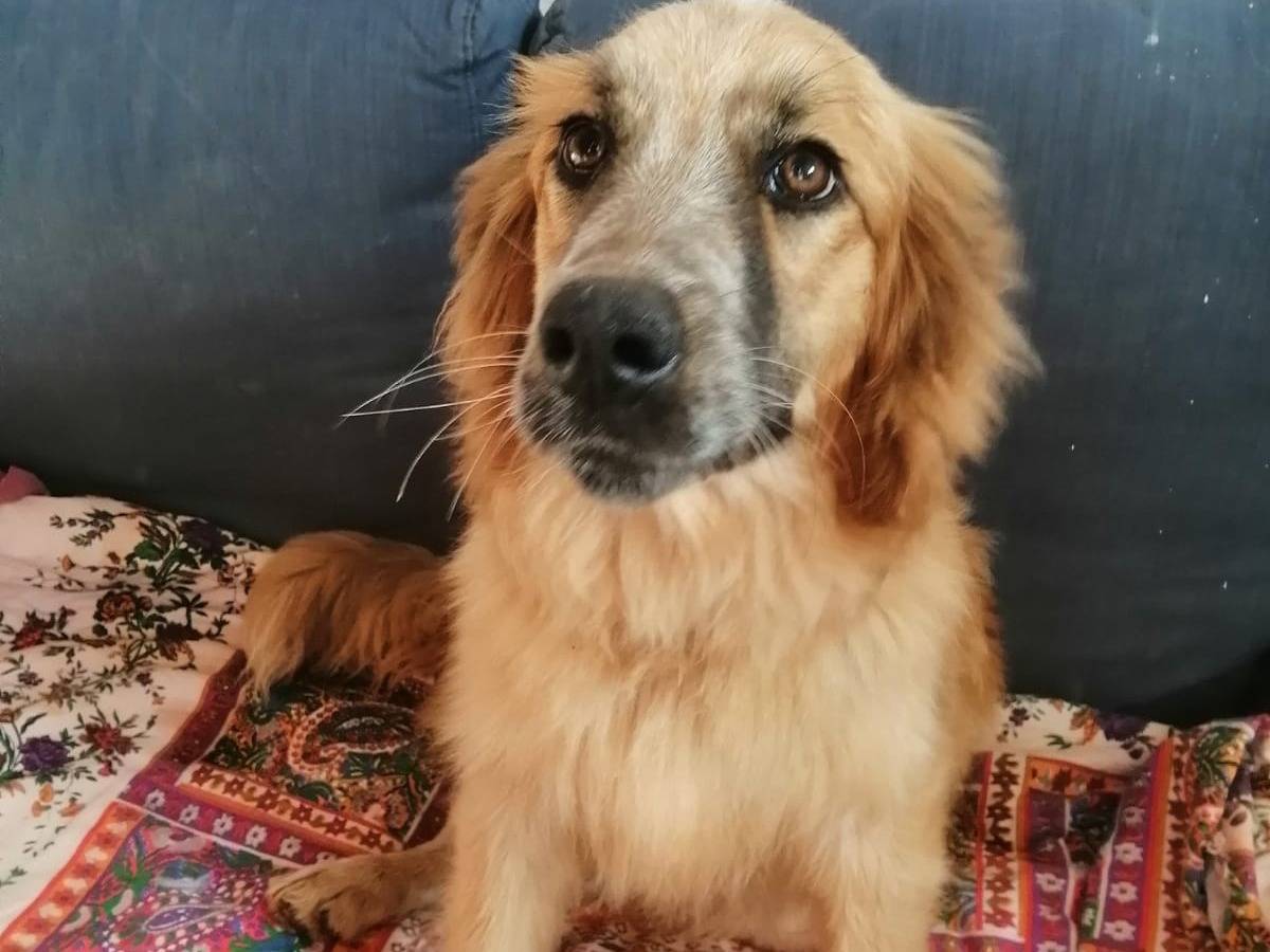 Adotta un cane, femmina, 2 anni e 9 mesi, Cosenza