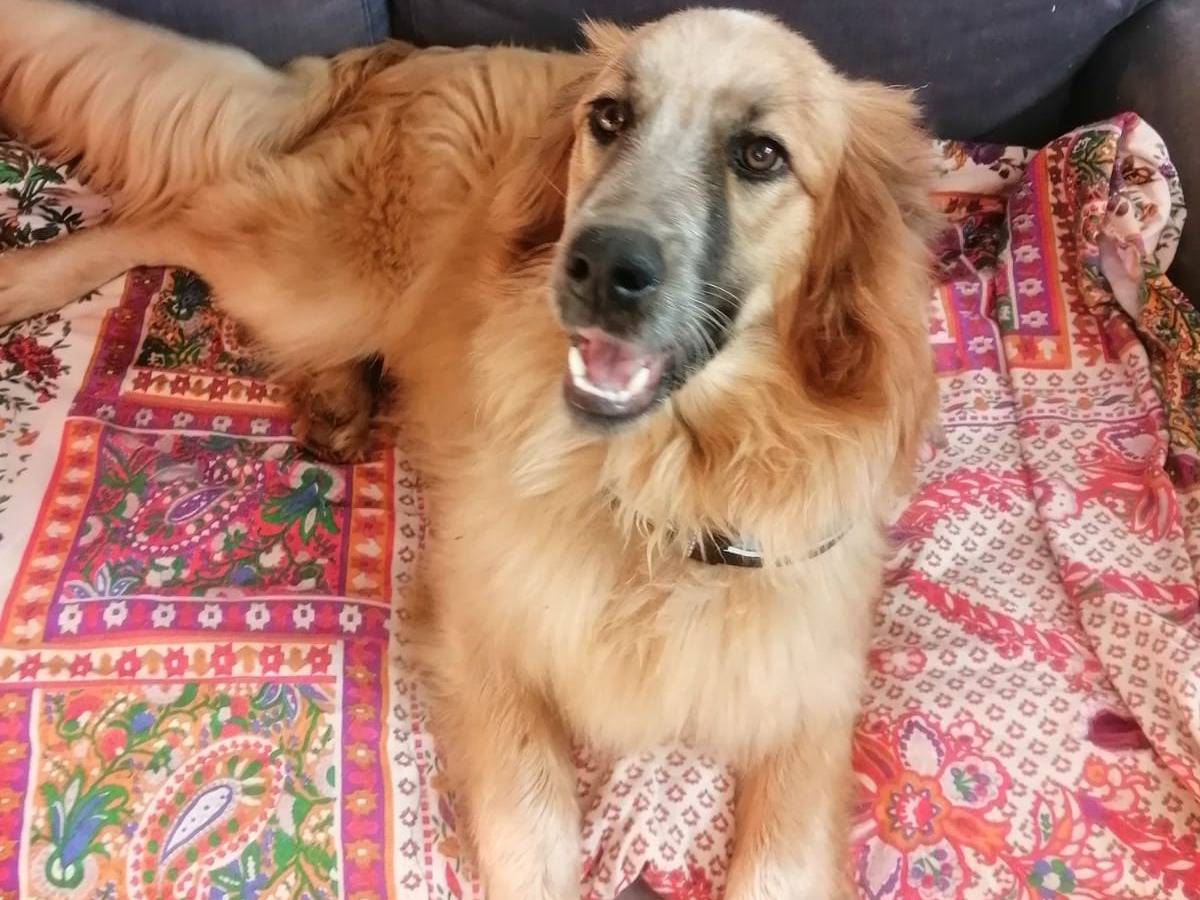 Vuoi adottare un cane a Cosenza?