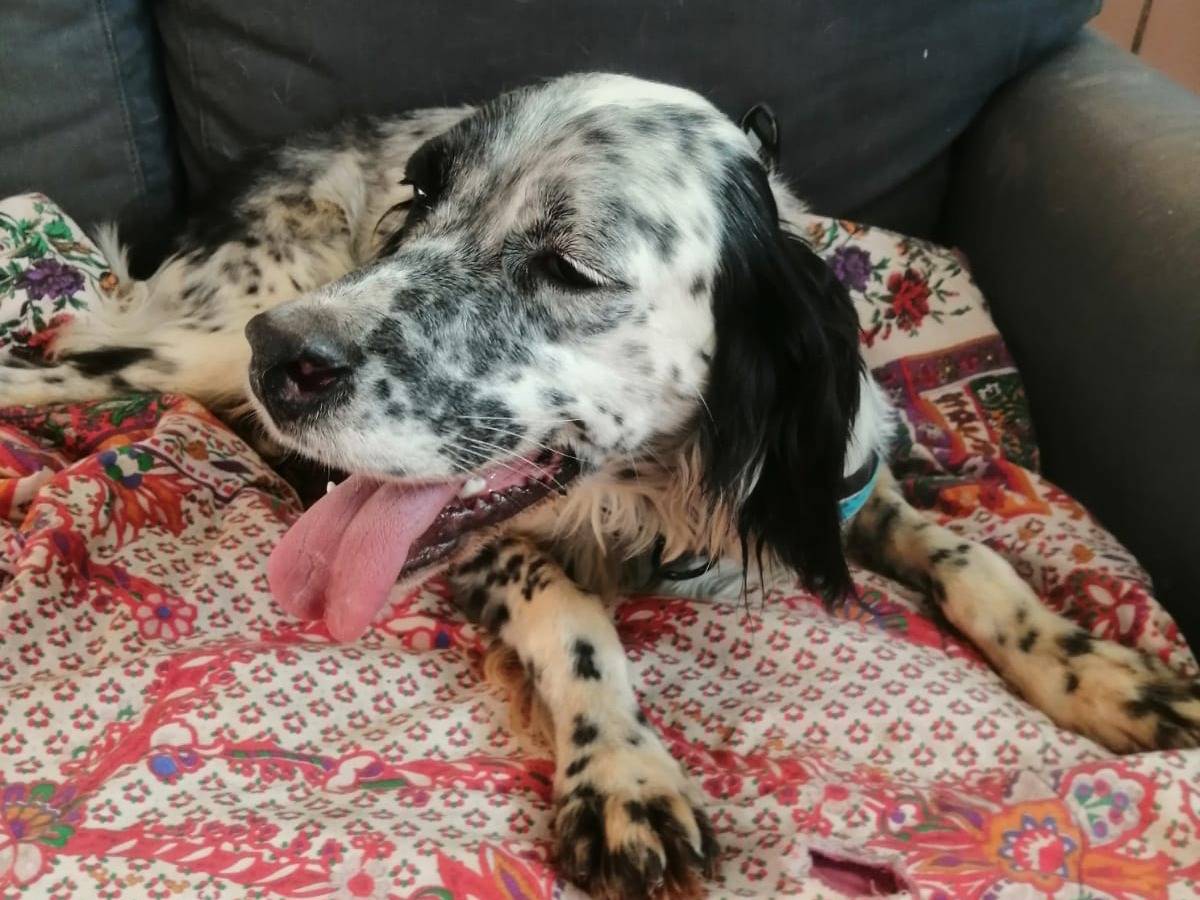 Vuoi adottare un cane a Cosenza?