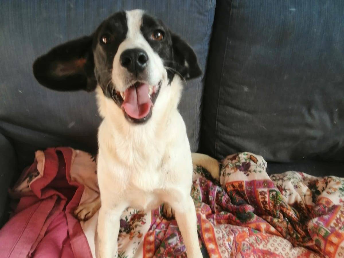 Adozione cane, maschio, meticcio, 4 anni e 1 mese, taglia media contenuta, Cosenza