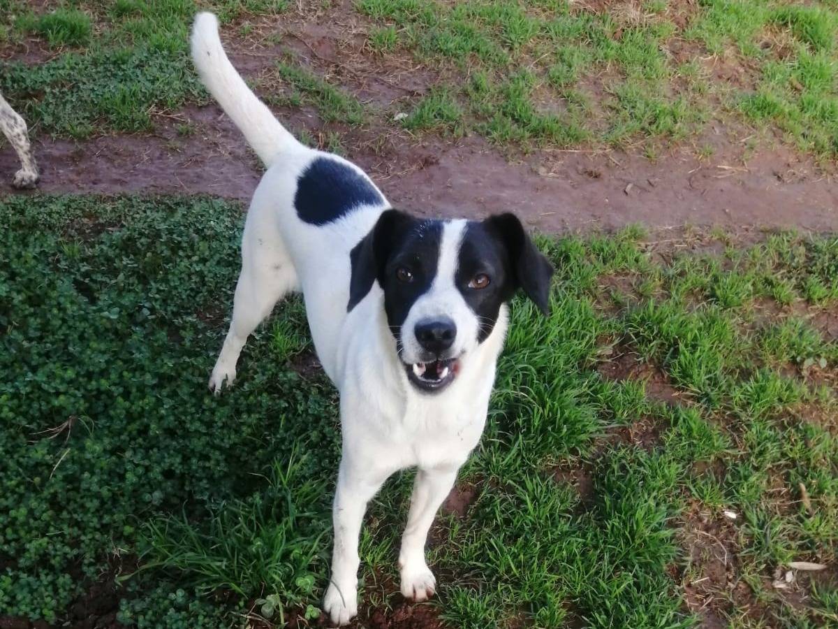 Adotta il cane ROCKY a Cosenza