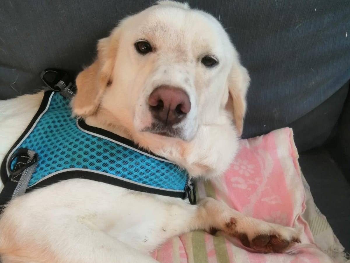 Vuoi adottare un cane a Cosenza?