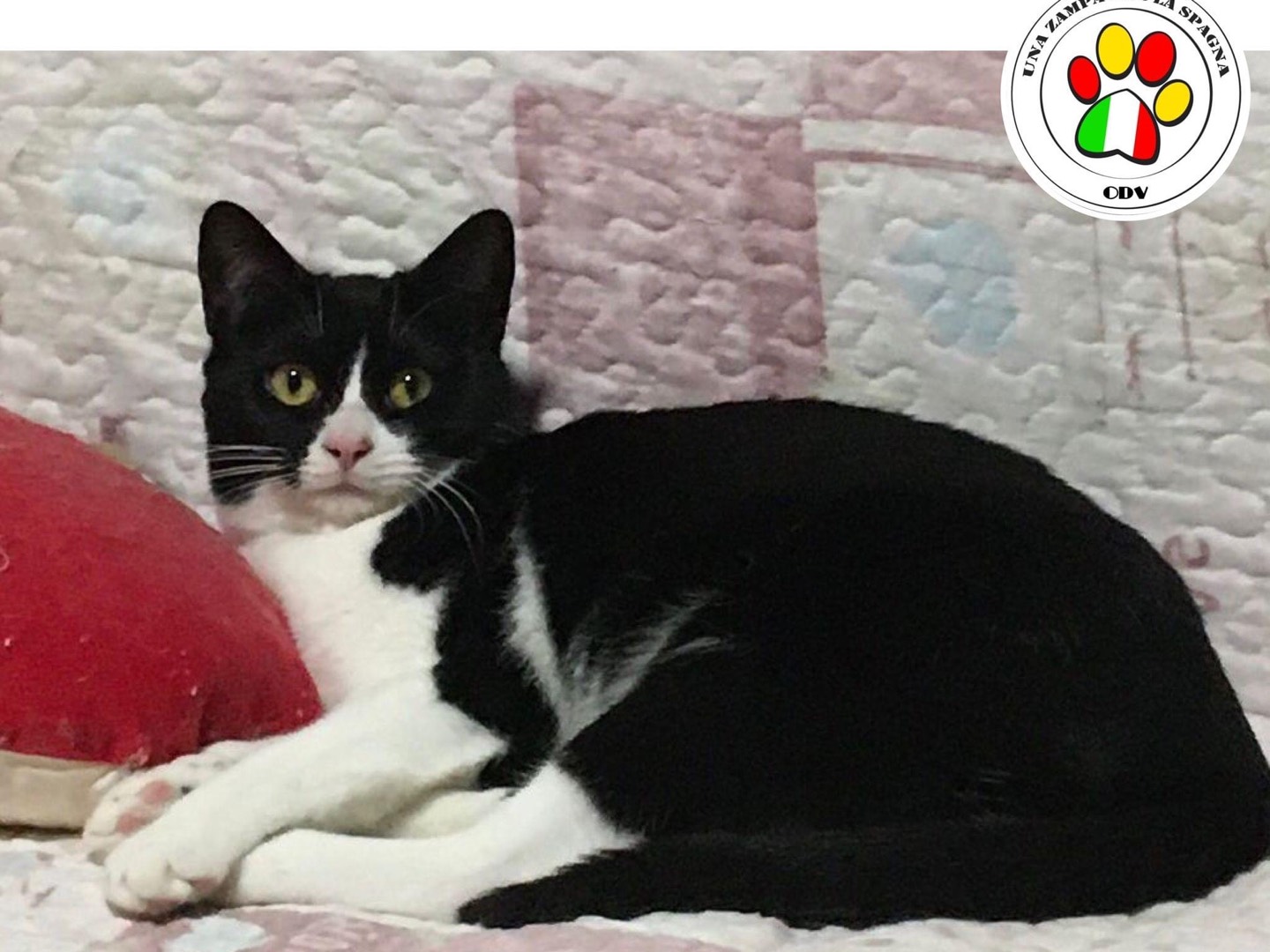 Adotta un gatto, femmina, 2 anni e 8 mesi, Milano
