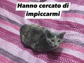 Adozione gatto, femmina, meticcio, 3 anni e 8 mesi, taglia non valida, Milano