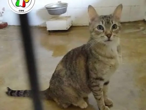 Adozione gatto, femmina, Selkirk Rex, 2 anni e 8 mesi, taglia non valida, Milano