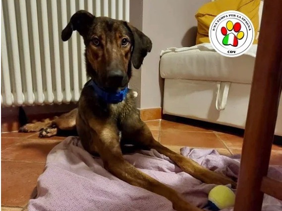 Adozione cane, maschio, meticcio, 2 anni e 8 mesi, taglia media, Asti