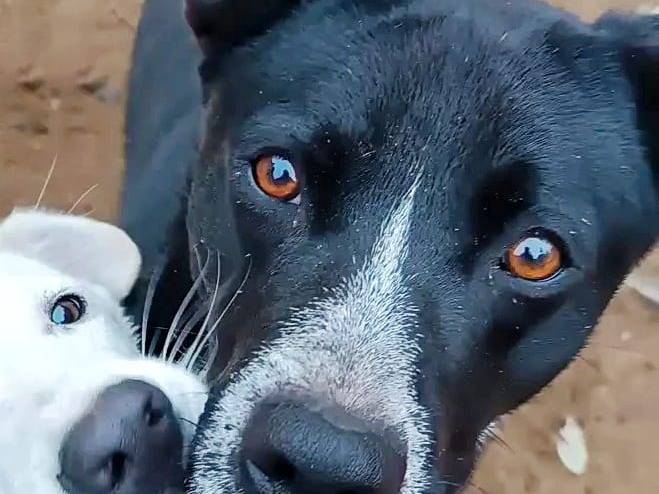 Adotta un cane, taglia media, maschio, Pavia