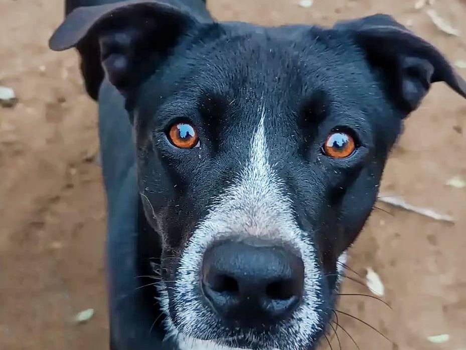 Vuoi adottare un cane a Pavia?