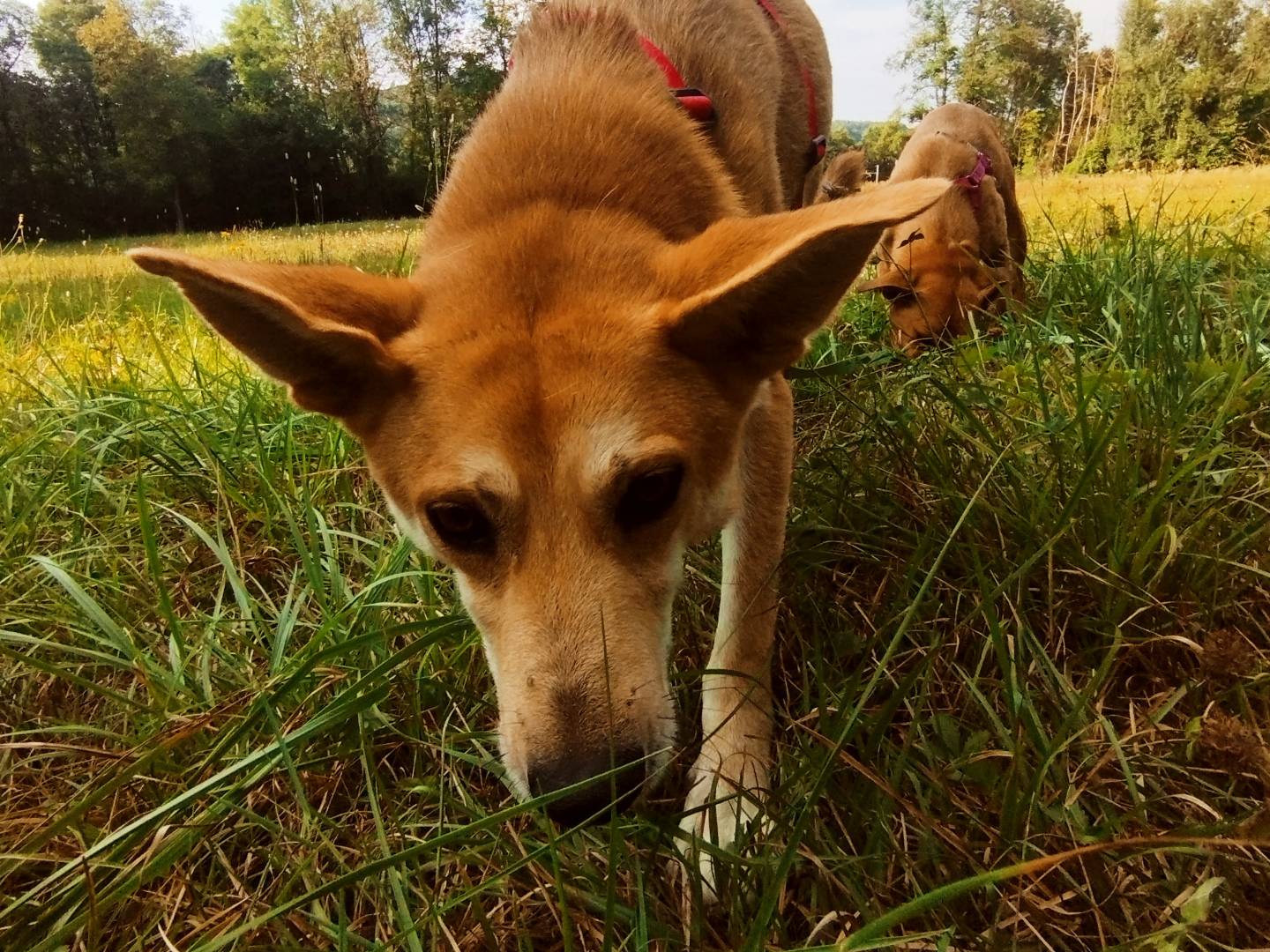 Adotta un cane, maschio, 7 anni  e 6 mesi , Cuneo