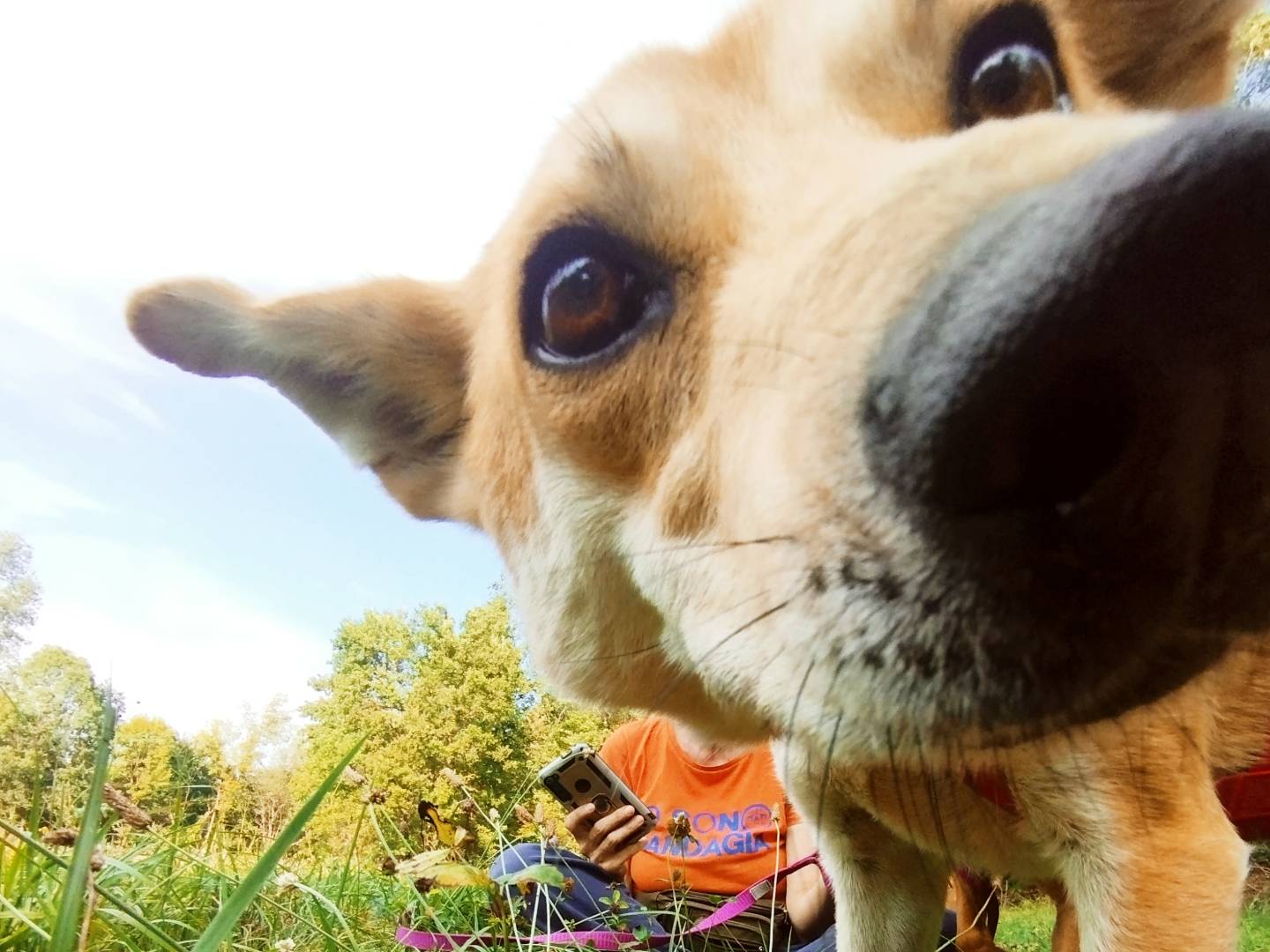 Adotta un cane, taglia media, maschio, Cuneo