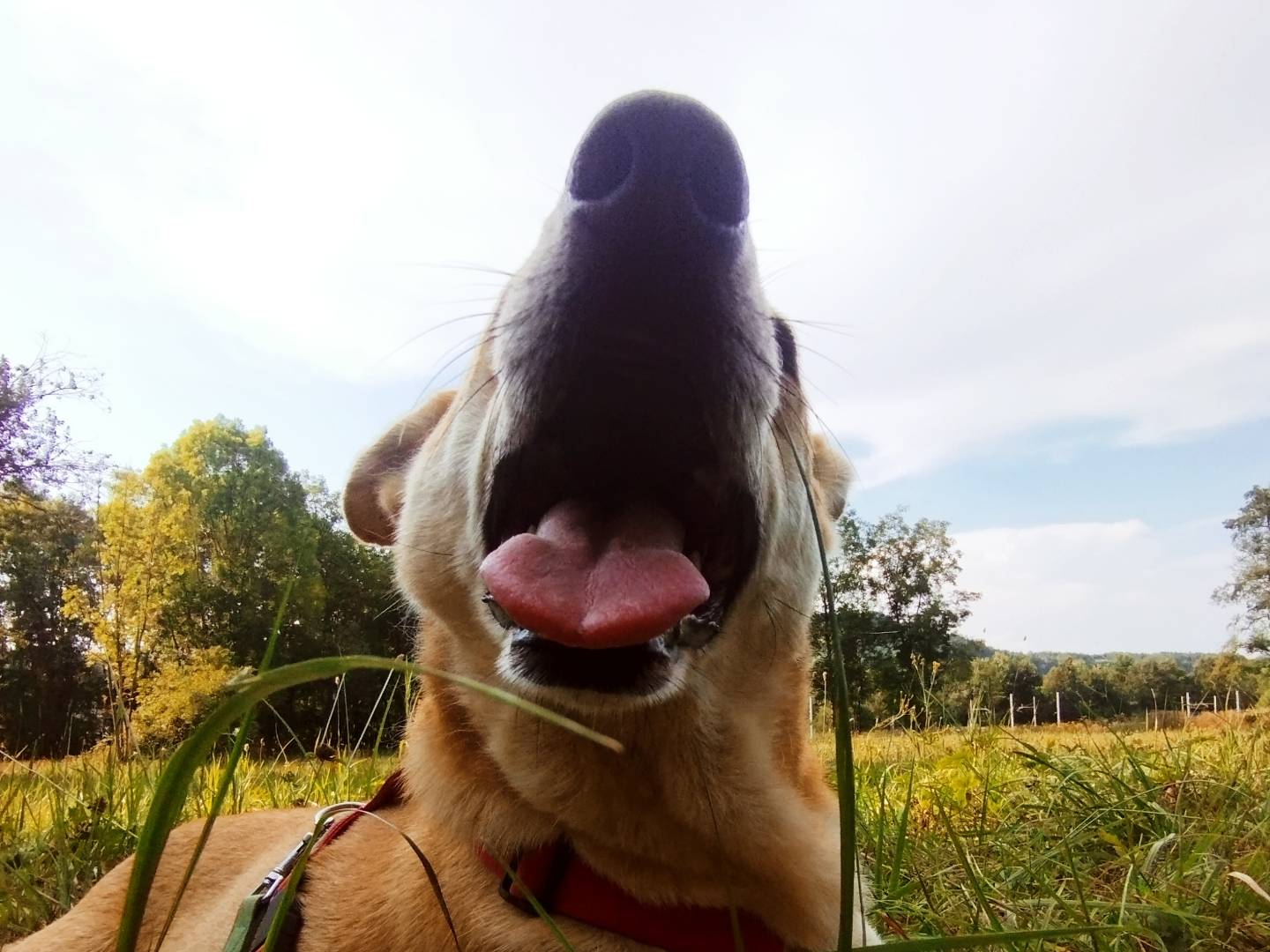 Vuoi adottare un cane a Cuneo?