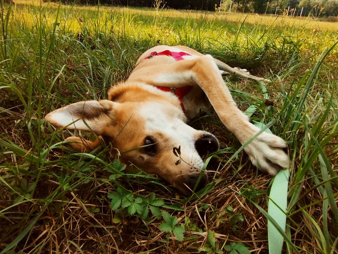 Adotta il cane ROCKY a Cuneo