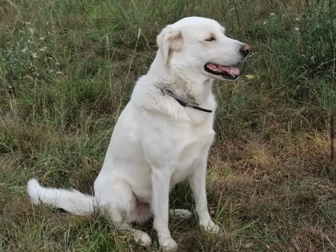 Vuoi adottare un cane a Genova?